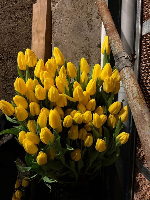 Тюльпаны свежие большие с доставкой