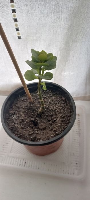 Каланхое, алоэ отдам даром