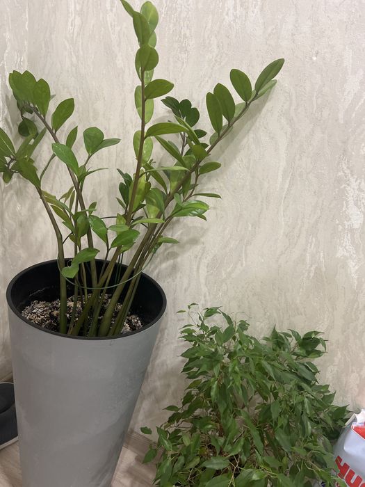 Продам дом цветы