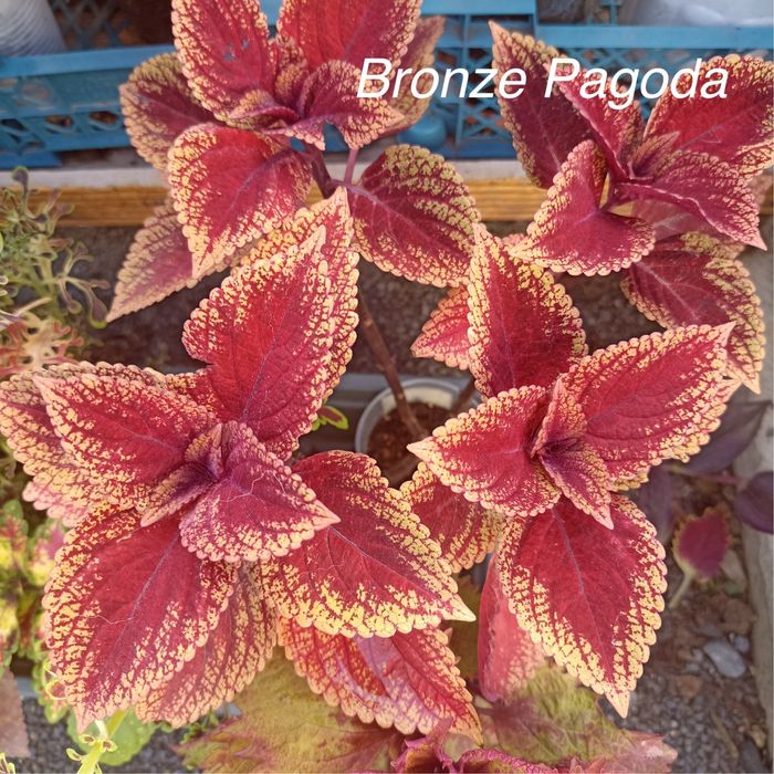 Колеусы сортовые вегетативные