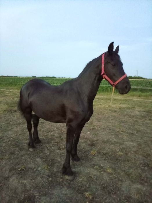 Iapa 5/ 6 ani  friesian frizian
