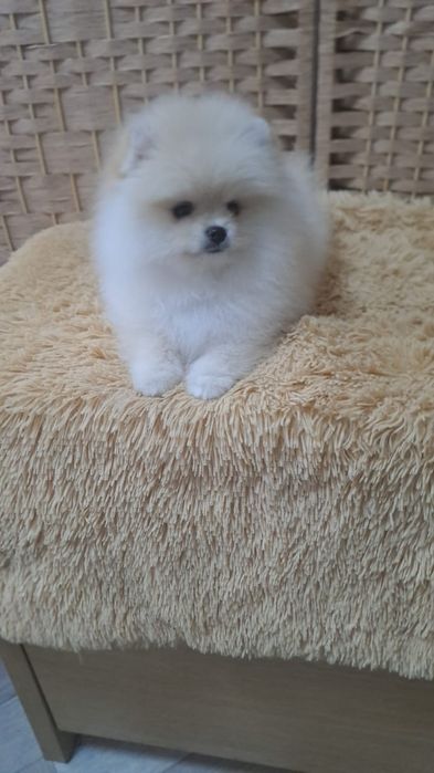 Шпиц мальчик кремовый