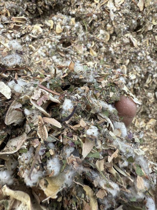 Мақта қауашағы, мал жақсы жейді, таза, құрғақ