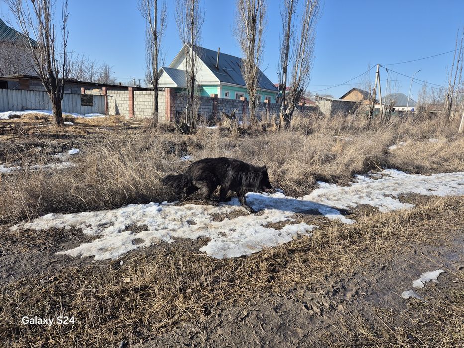 Немецкий  овчарка  вязка