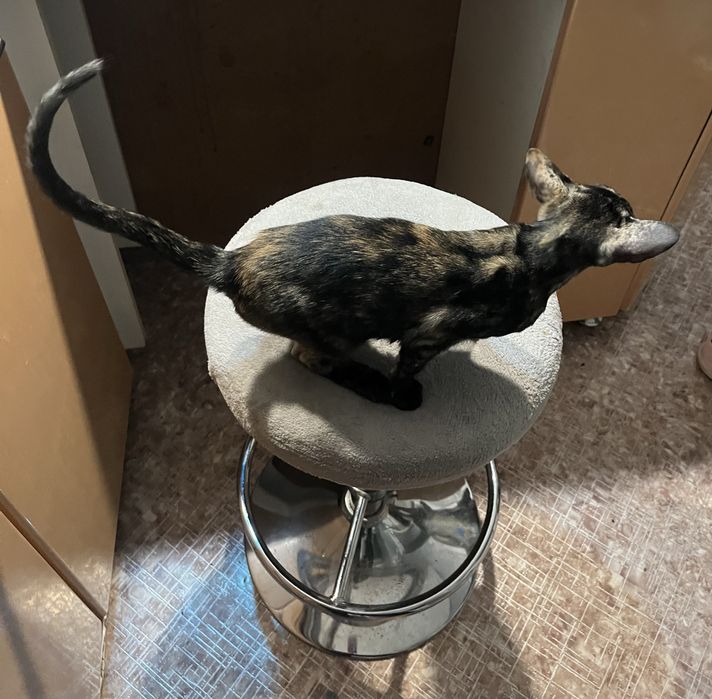 Продам ориентальную кошечку