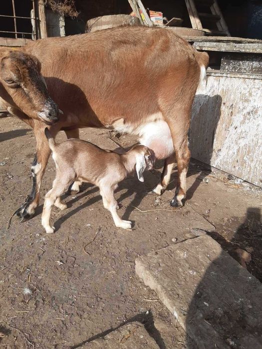 Tapi Anglo-Nubieni de vanzare