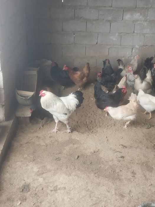 Тауыктар сатылады