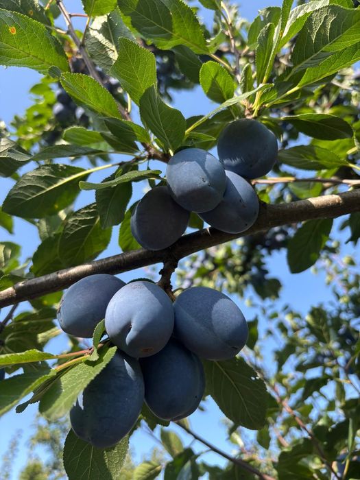Vand prune Stanley si Annaspath  de calitate superioara