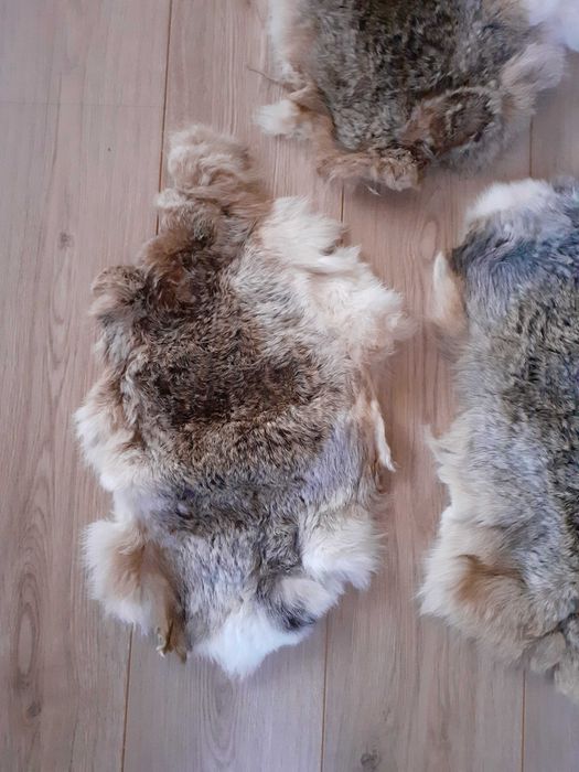 Piei/Blanuri argasite de iepure