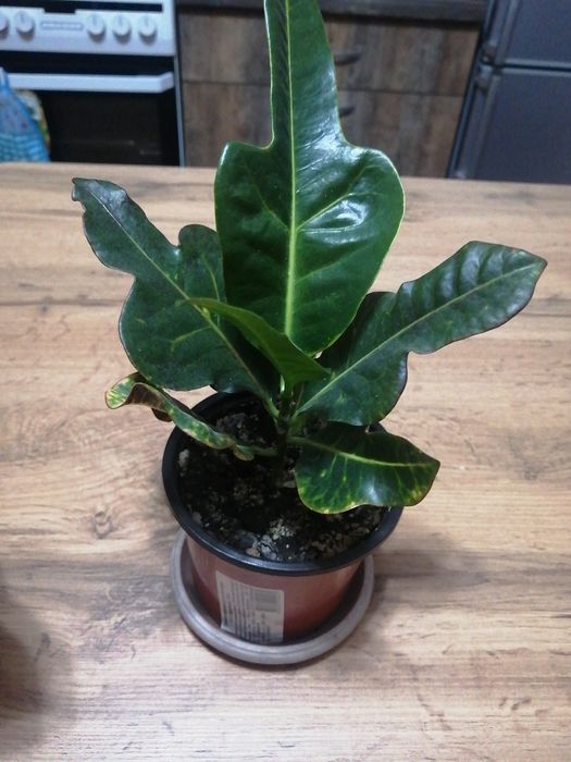 Кротон (кодениум) продам