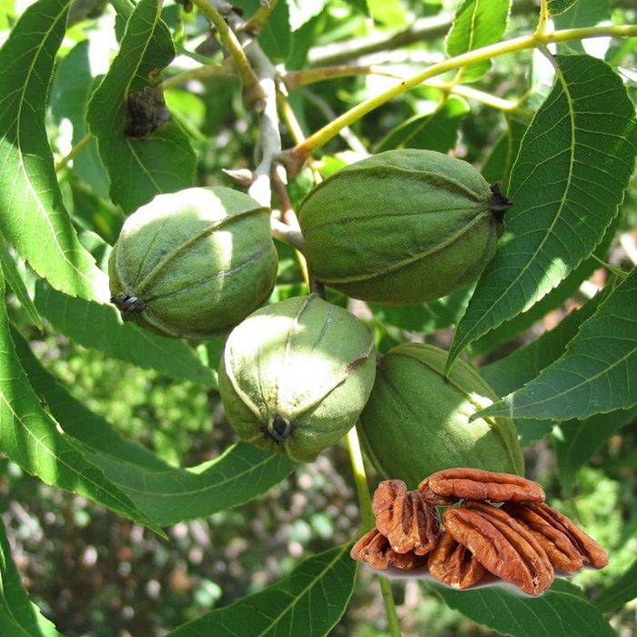 Pomi Fructiferi deosebiti  nuc pecan soiul avalon