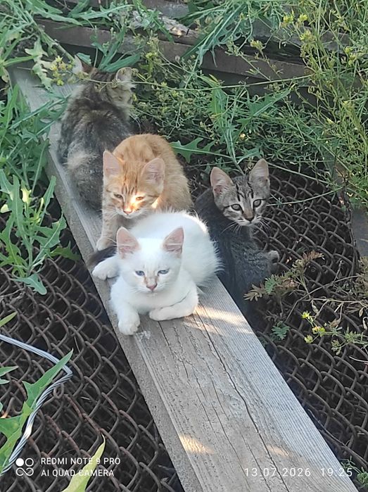 Котята в добрые руки