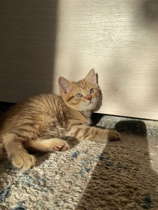 Продам очень красивого котика!в добрые руки!