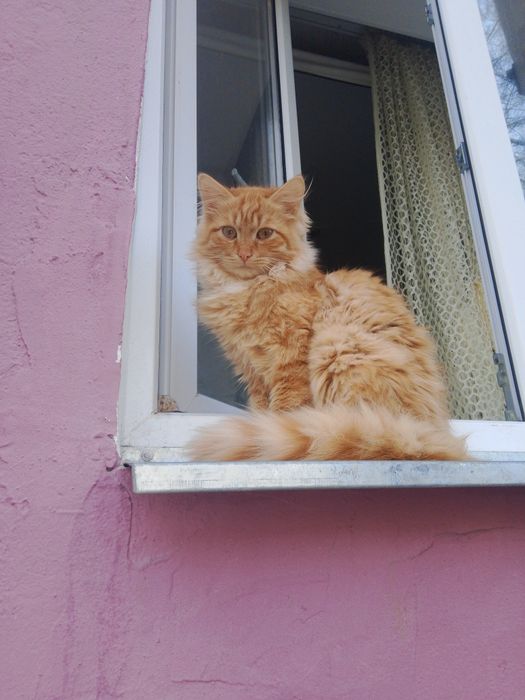 Отдам даром срочно