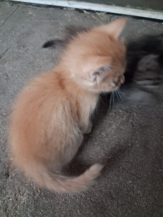 Котята крыс в доме не будет