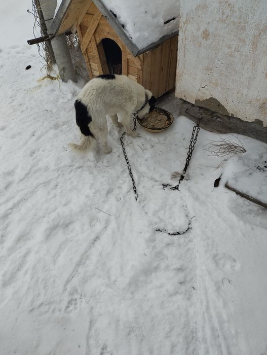 Отдам собачку в добрые ручки