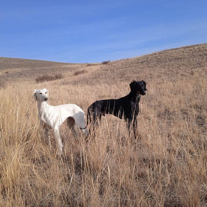 продам щенят от этой пары