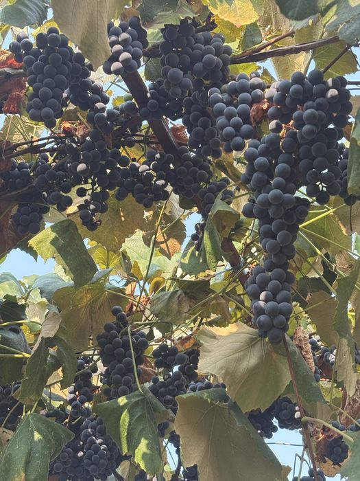 Vând struguri pentru vin