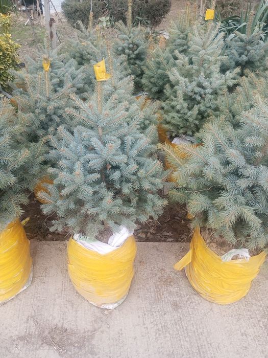 Gazon ekish landshaft dizayni