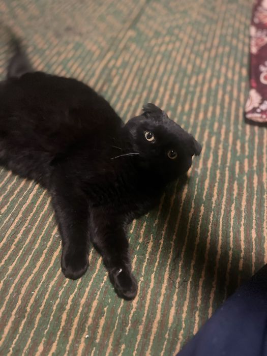 мы продаем кошек