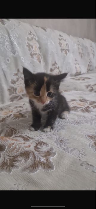Котенка бесплатно отдам мальчик девочка …………………………………………………………………………..