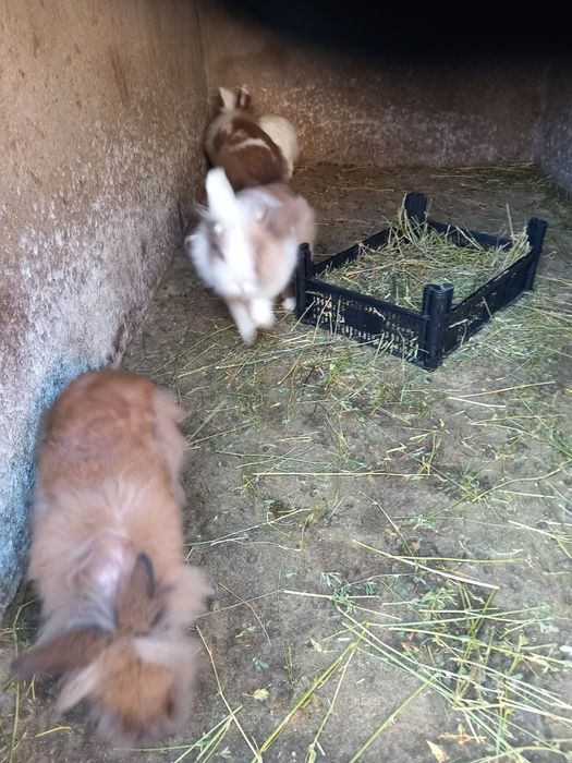 Vând iepuri pereche