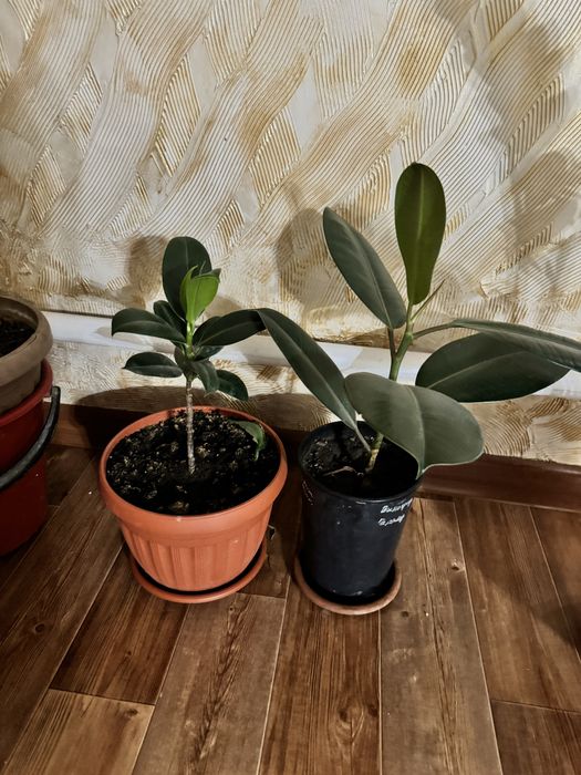 Продам домашние цветы