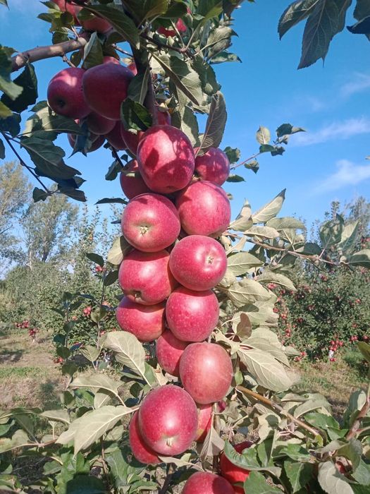 Продам плодоносящий сад