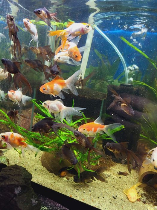 Carasi  ornamentali Goldfish