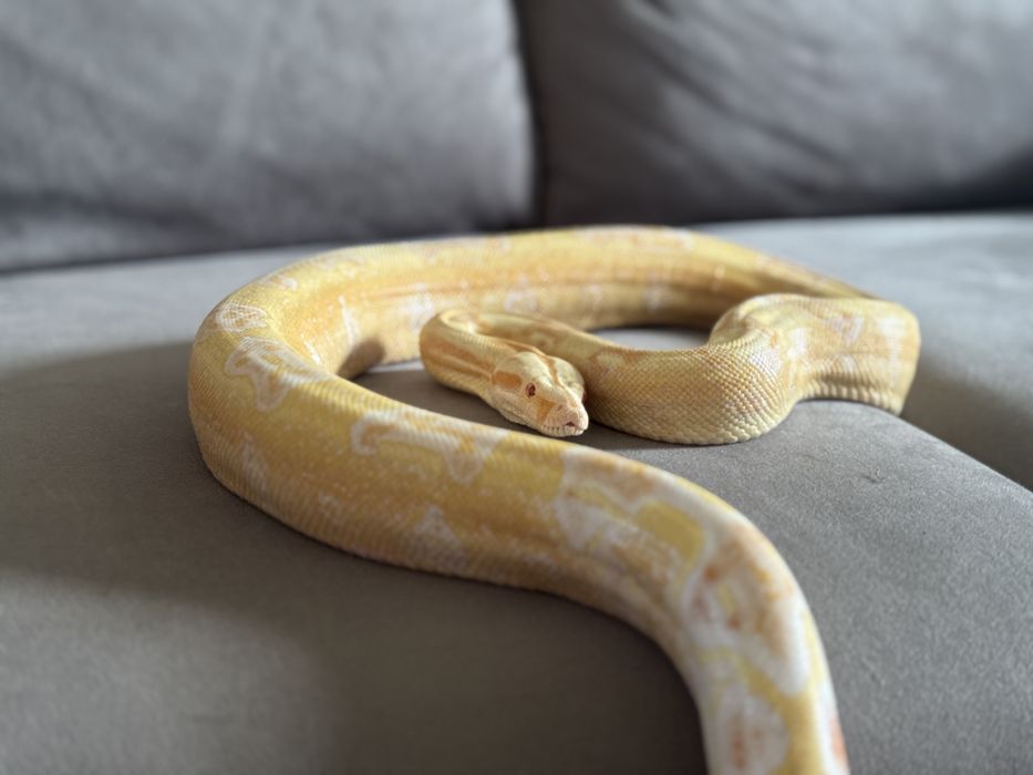 Боа Удушвач / Boa constrictor