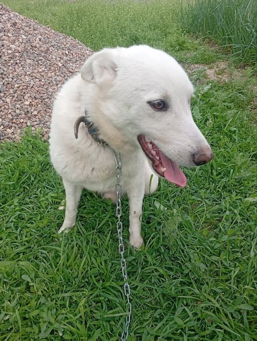 Очаровательные Беляши ищут добрых родителей