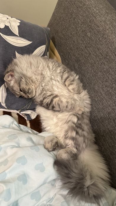 Продаю кота шотландца