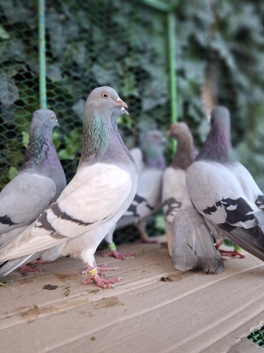 De vânzare Tipler Englez