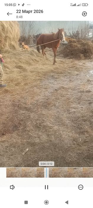 байтал сатылады  немесе обмен