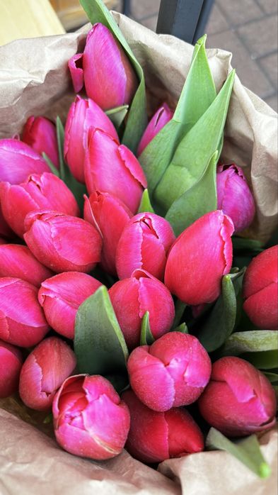 Тюльпаны оптом |300/в пачке 20 штук /