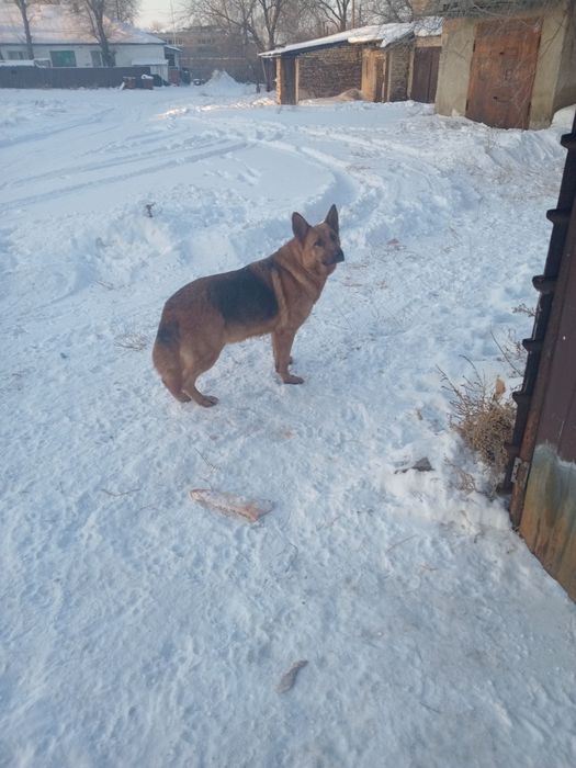 Щенки  немецкой овчарки.