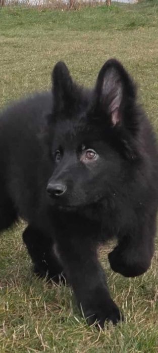 Vand  Ciobanesc German cu par lung