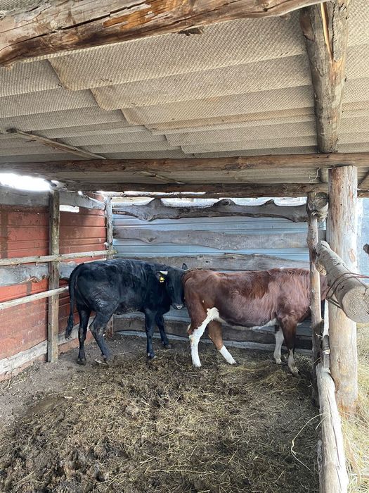 Продам годовалых тёлок