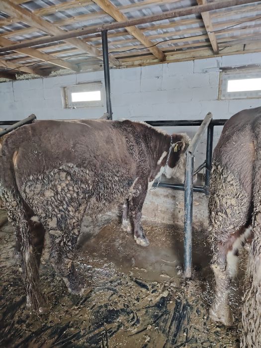 Ак бас букалар 2,5жасар