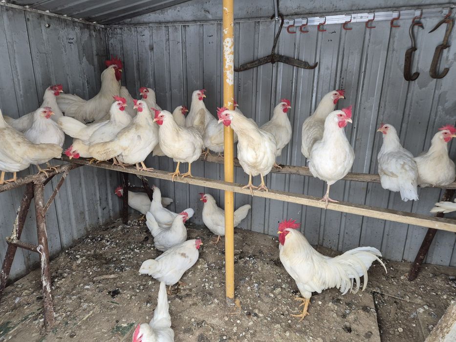 Oua italiene si Leghorn Alb