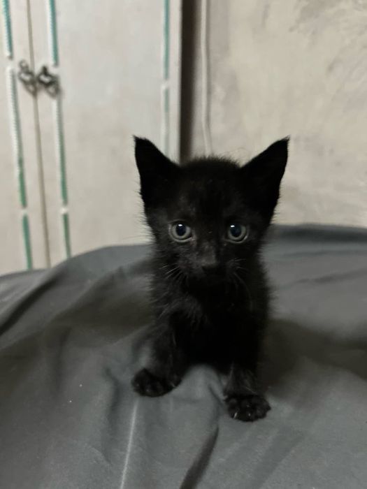Отдам котят в добрые руки