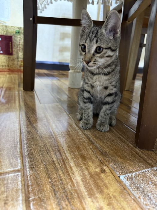 Котенок отдаю в хорошие руки