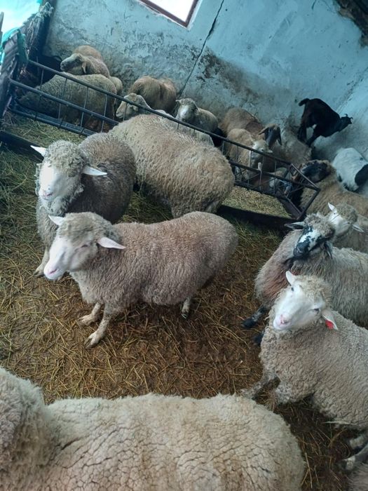 Vand oi fatate si nefatate