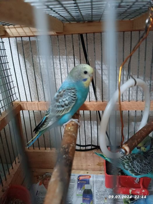 Волнистые молодые забавные