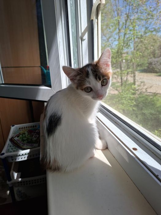 Котята девочки 2,5 месяцев