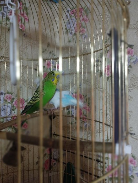 Продам попугаев с клеткой