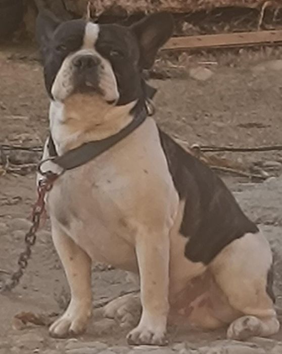 Щенки французкого бульдога