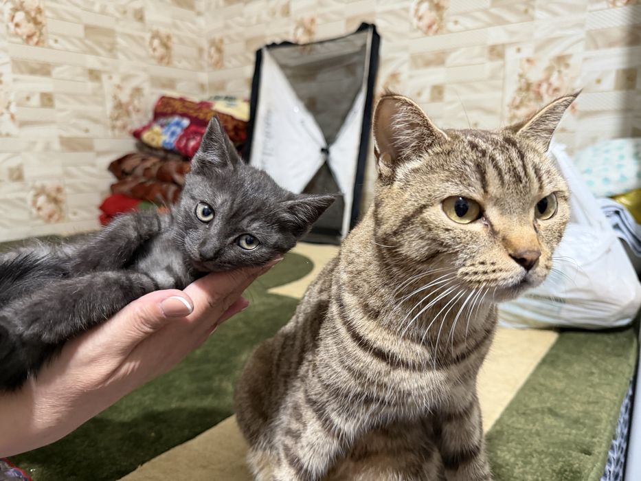 Отдам котят в добрые руки