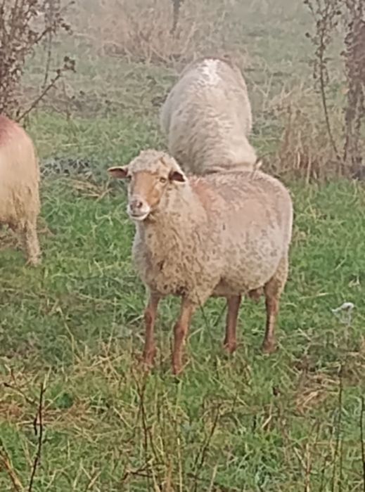 De vânzare doua oi tigăi