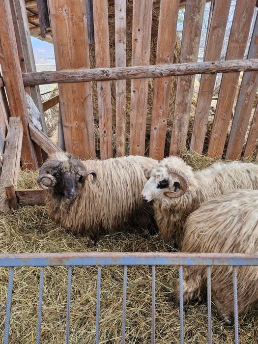 3 berbeci disponibili